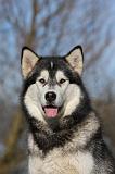 ALASKAN MALAMUTE 760